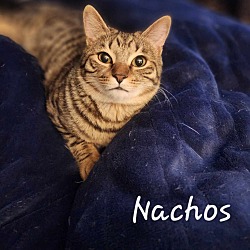 Thumbnail photo of Nachos #2