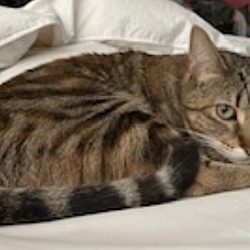 Thumbnail photo of Sophie (bonded to Calcifer) #2