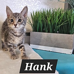 Thumbnail photo of Hank (the original) #1