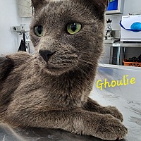 adopt a pet