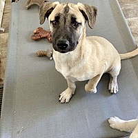 adopt a pet