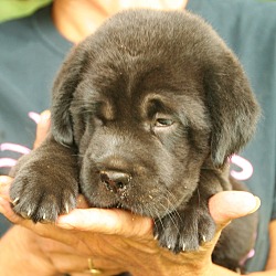 Thumbnail photo of Perry, loveable lab mix #2