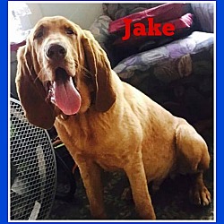Thumbnail photo of Jake from State Farm #3