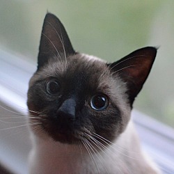 Thumbnail photo of Purrcy #3