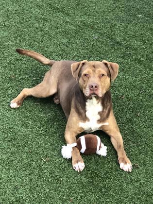 Dog for adoption - Fable, a Mixed Breed in Cincinnati, OH
