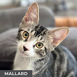 Photo of Mallard