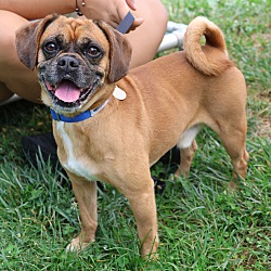 Thumbnail photo of Puggle #1