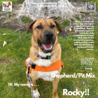 adopt a pet