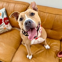 adopt a pet