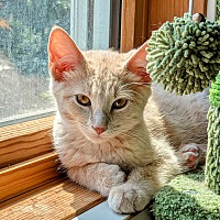 adopt a pet