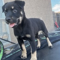 adopt-pet