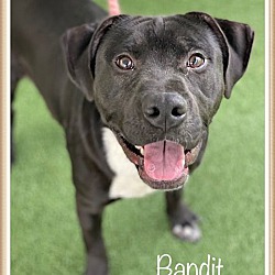Thumbnail photo of BANDIT #1