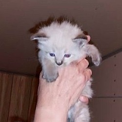 Photo of Kitten 7