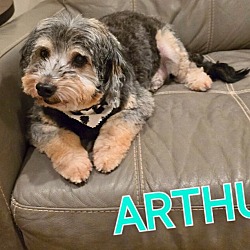 Thumbnail photo of Arthur #1