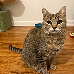 Thumbnail photo of Lilly (FeLV+) / Iggy (Bonded Pair) #2