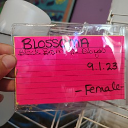 Thumbnail photo of Blossoma #4