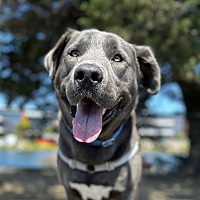 adopt a pet