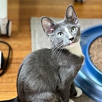adopt a pet