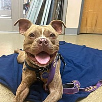 adopt a pet