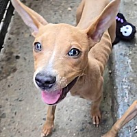 adopt a pet