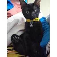 adopt-pet