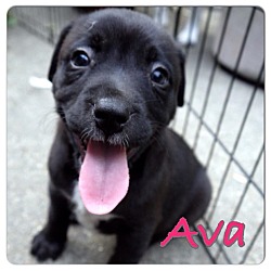 Thumbnail photo of Ava #2