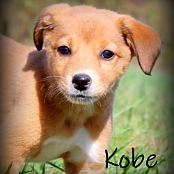 Thumbnail photo of Kobe~adopted! #1