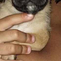 Photo of Rusty