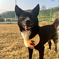 adopt a pet