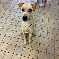 adopt a pet
