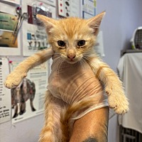 adopt a pet