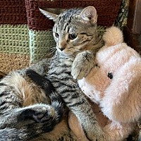 adopt-pet