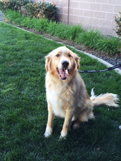 Meridian Id Golden Retriever Meet Rylie A Pet For Adoption