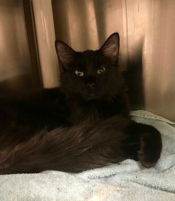 Concord Nc Domestic Longhair Meet Toothless A Pet For Adoption