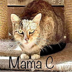 Photo of Mama C - Barn Cat