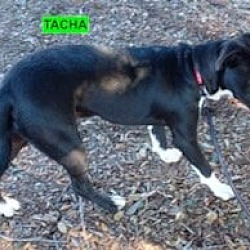 Photo of Tacha