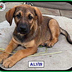 Thumbnail photo of Alvin - Alvin & the Chipmunks #2