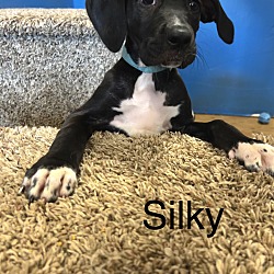 Photo of Silky