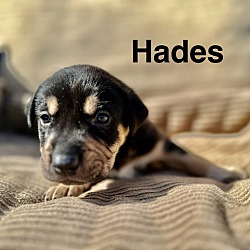 Photo of Hades