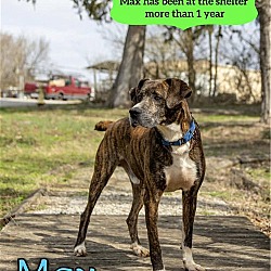 Thumbnail photo of Max - $25 Adoption Fee Special #2