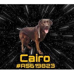 Photo of CAIRO