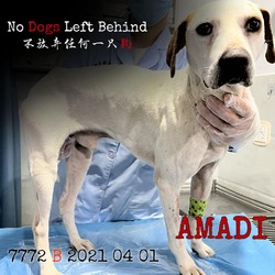 Thumbnail photo of Amadi 7772 #1