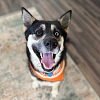 adopt a pet