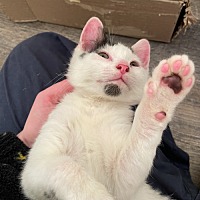 adopt a pet