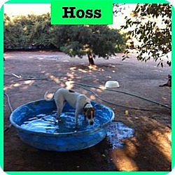 Photo of Hoss
