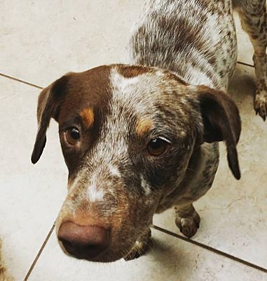 blue heeler hunting dog