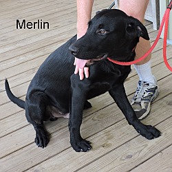 Thumbnail photo of Merlin #3