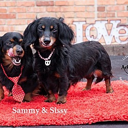 Thumbnail photo of Sissy and Sammy #2