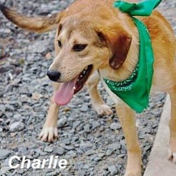 Thumbnail photo of Charlie meet me 4/29 #2