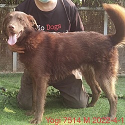 Photo of Yogi 7514